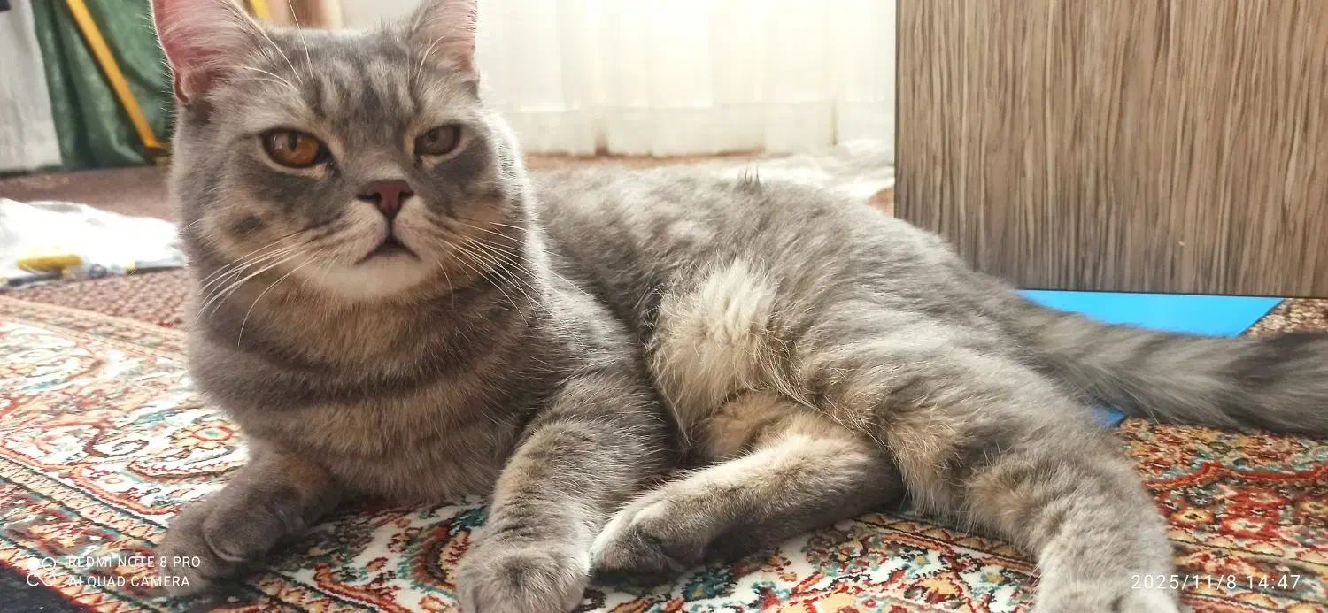 گربه اسکاتیش|گربه|تبریز, |دیوار