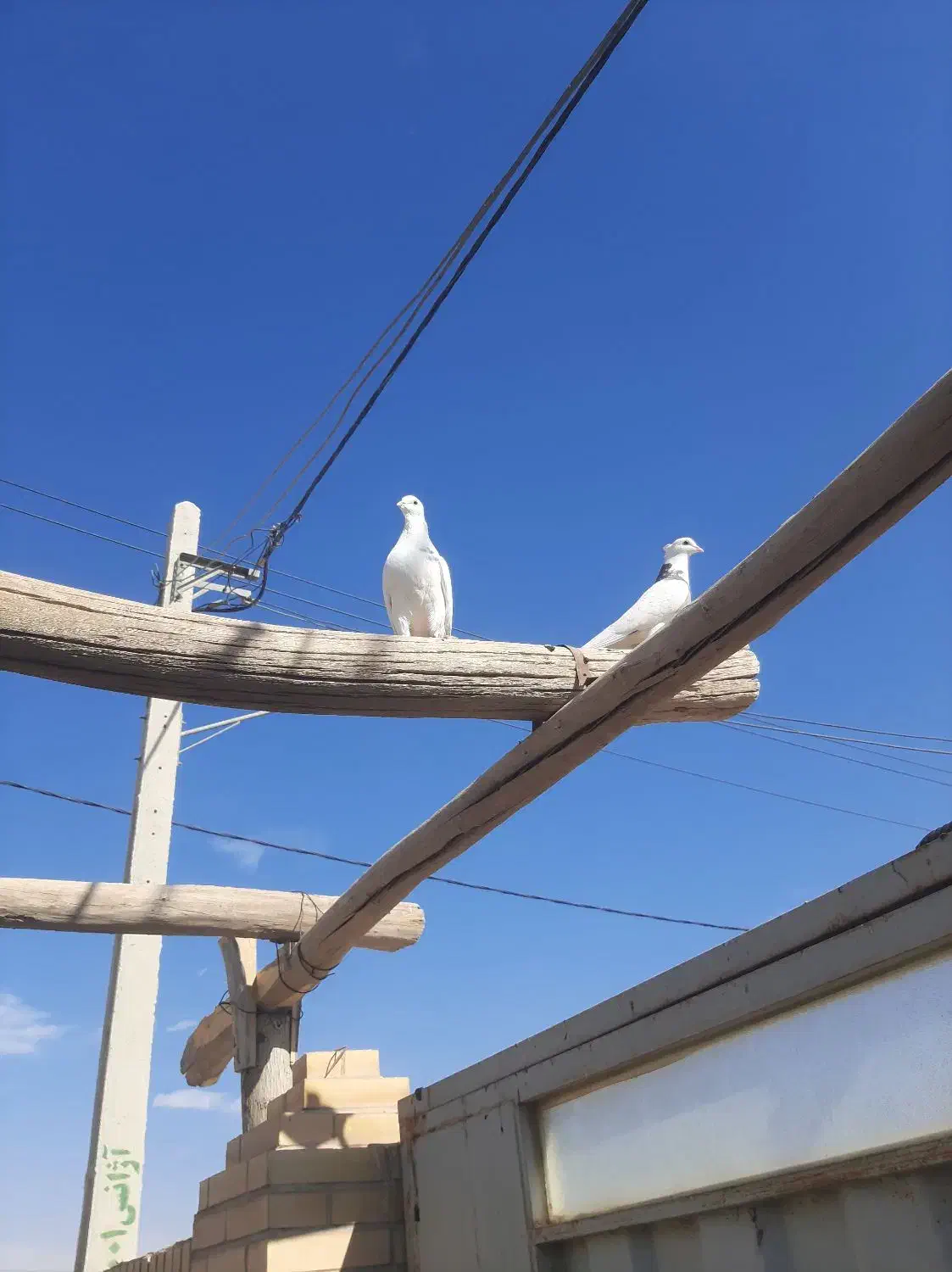 کبوتر طوقی معاوضه با هرچیزی کارم بیاد|پرنده|حمیدیا, |دیوار