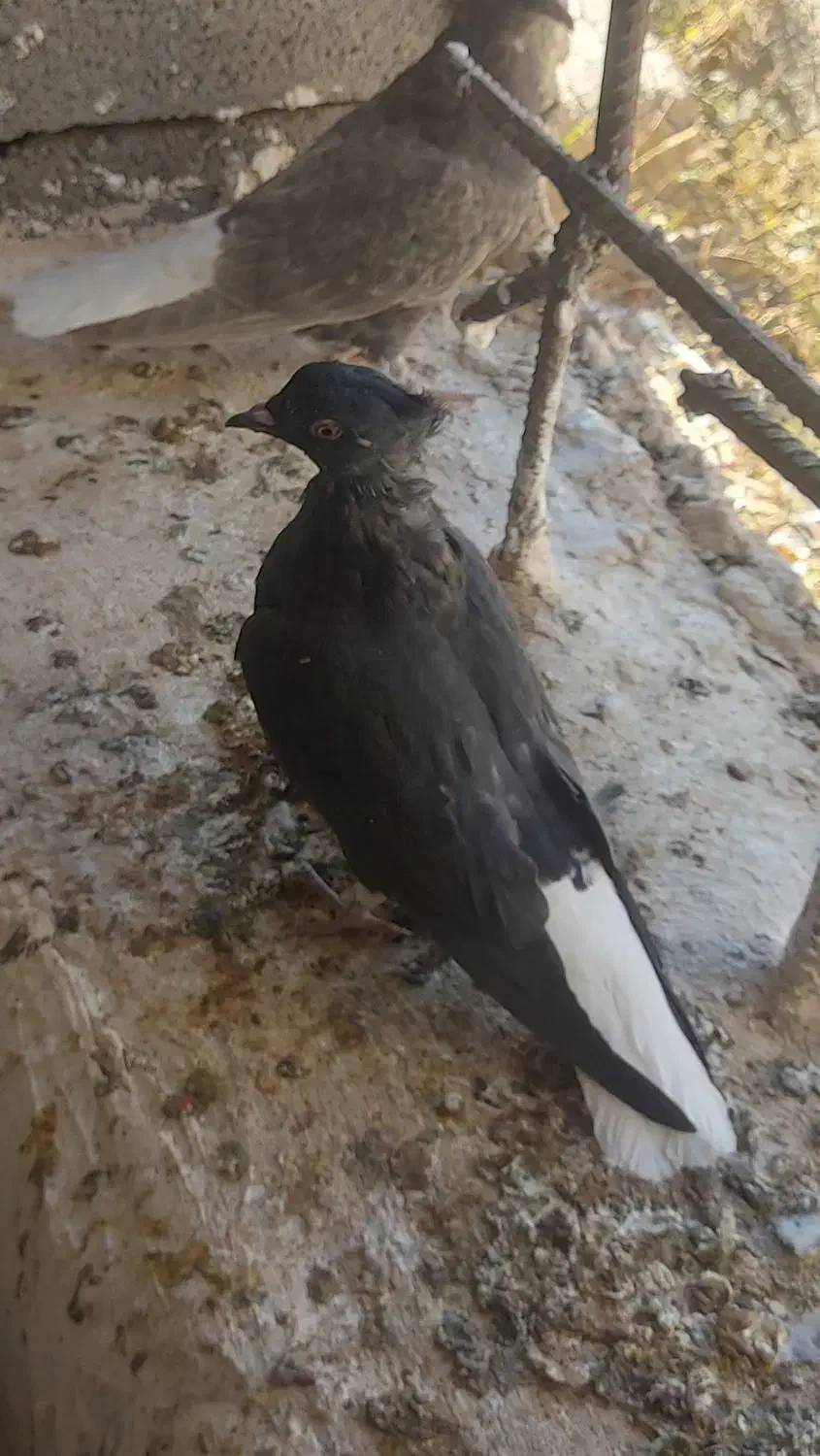 یک جفت دم سفید جوانه پاک|پرنده|فردوس (خراسان), |دیوار