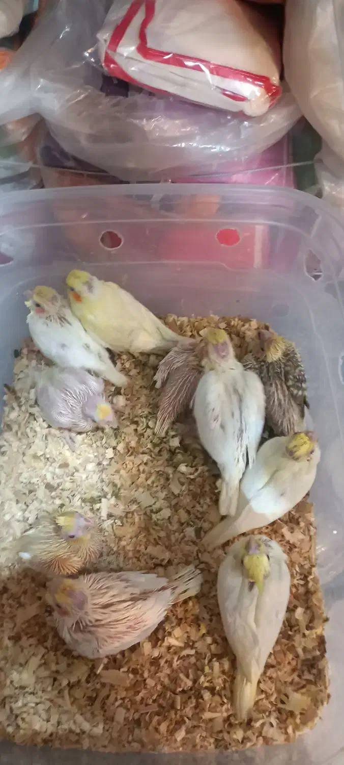 جوجه عروس هلندی|پرنده|مشهد, شهید آوینی|دیوار