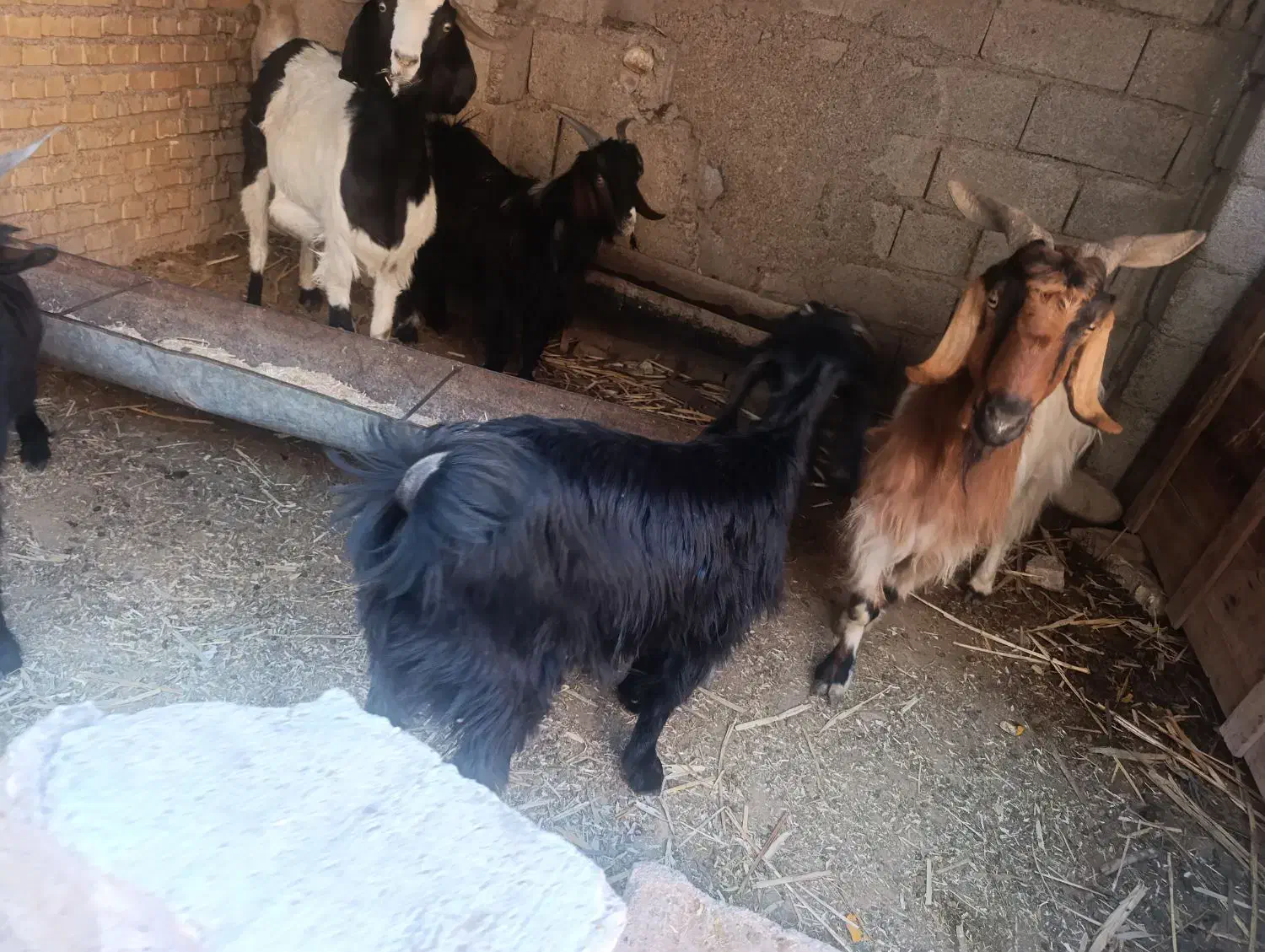 بیگ نر|حیوانات مزرعه|شوشتر, |دیوار