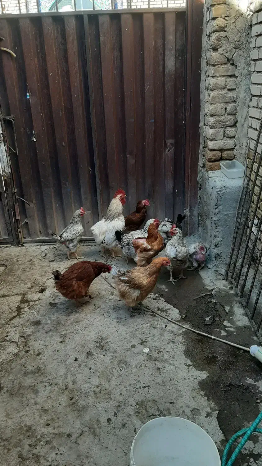 فروش مرغ بومی|حیوانات مزرعه|بوئین و میاندشت, |دیوار