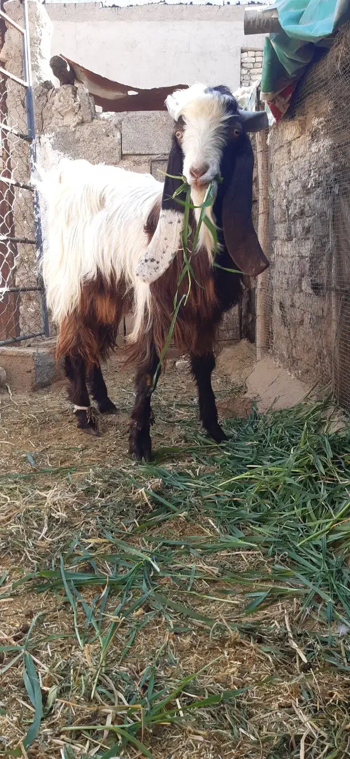 فروش گوسفند نر داشتی|حیوانات مزرعه|رونیز, |دیوار