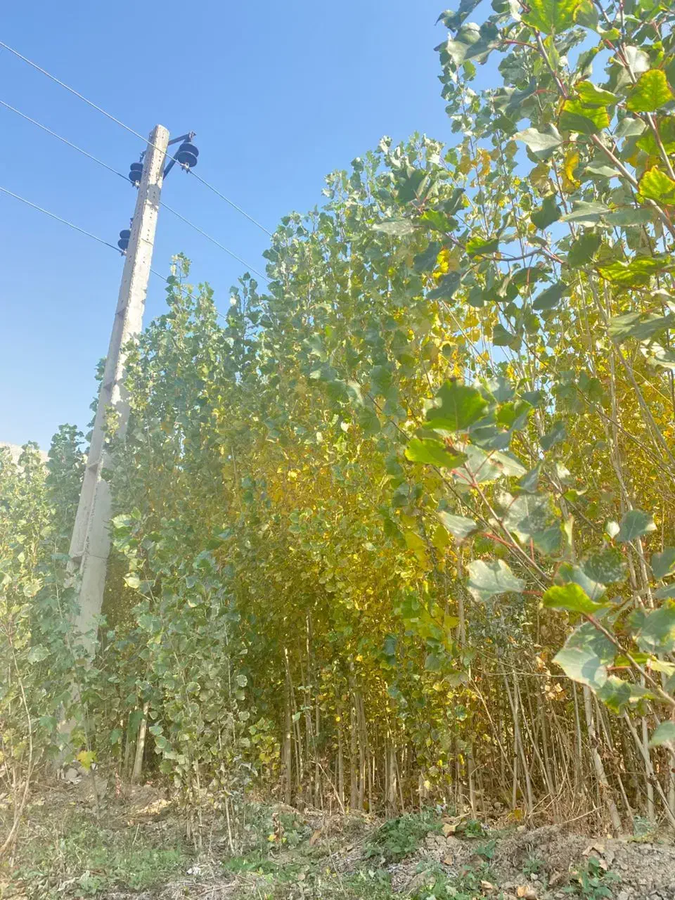 فروش نهال صنوبر|خدمات باغبانی و درختکاری|حاجیلار, |دیوار