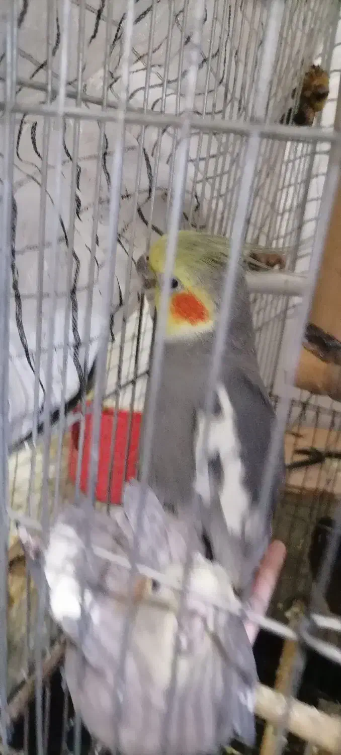 عروس هلندی نر|پرنده|کرمان, |دیوار