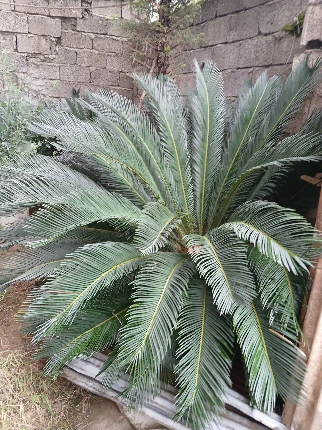 گل سیکاس ۱۵ ساله|گل و گیاه طبیعی|لاهیجان, حاجی آباد|دیوار