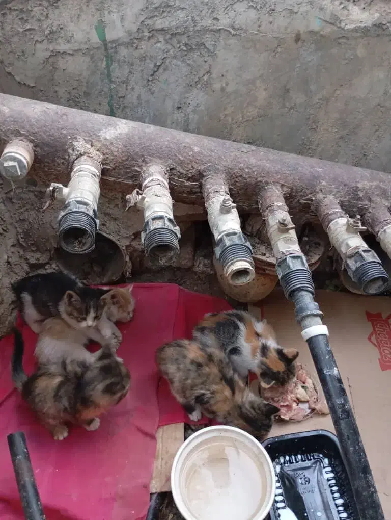 ۵ تا گربه ناز و ملوس بدون مادر|گربه|شیراز, شهرک جماران|دیوار