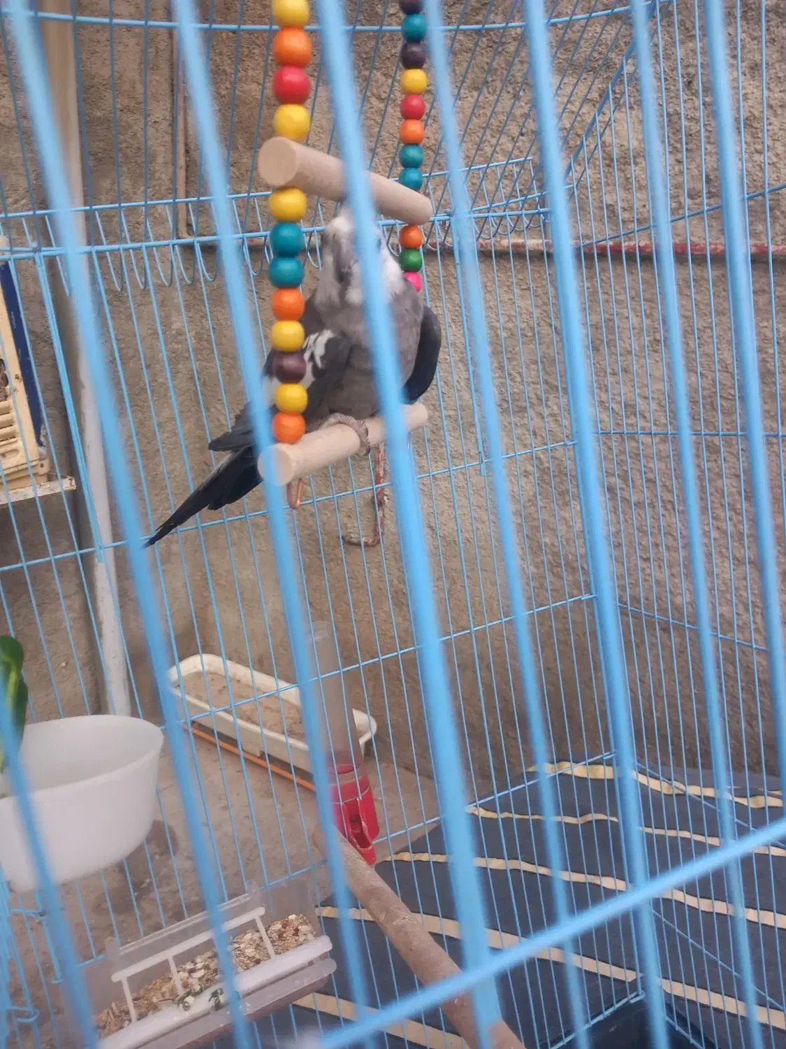 به دلیل نداشتن جا|پرنده|شیراز, شیخ علی چوپان|دیوار