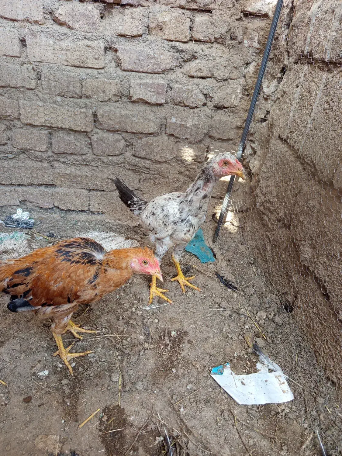 جوجه لاری فروشی|حیوانات مزرعه|هیرمند, |دیوار