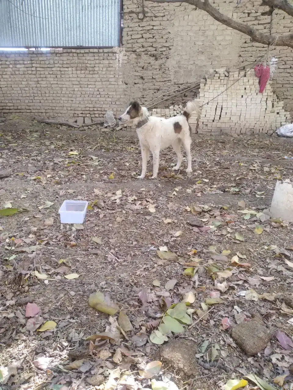 سگ گله به جانور صفت|سگ|نیاسر, |دیوار