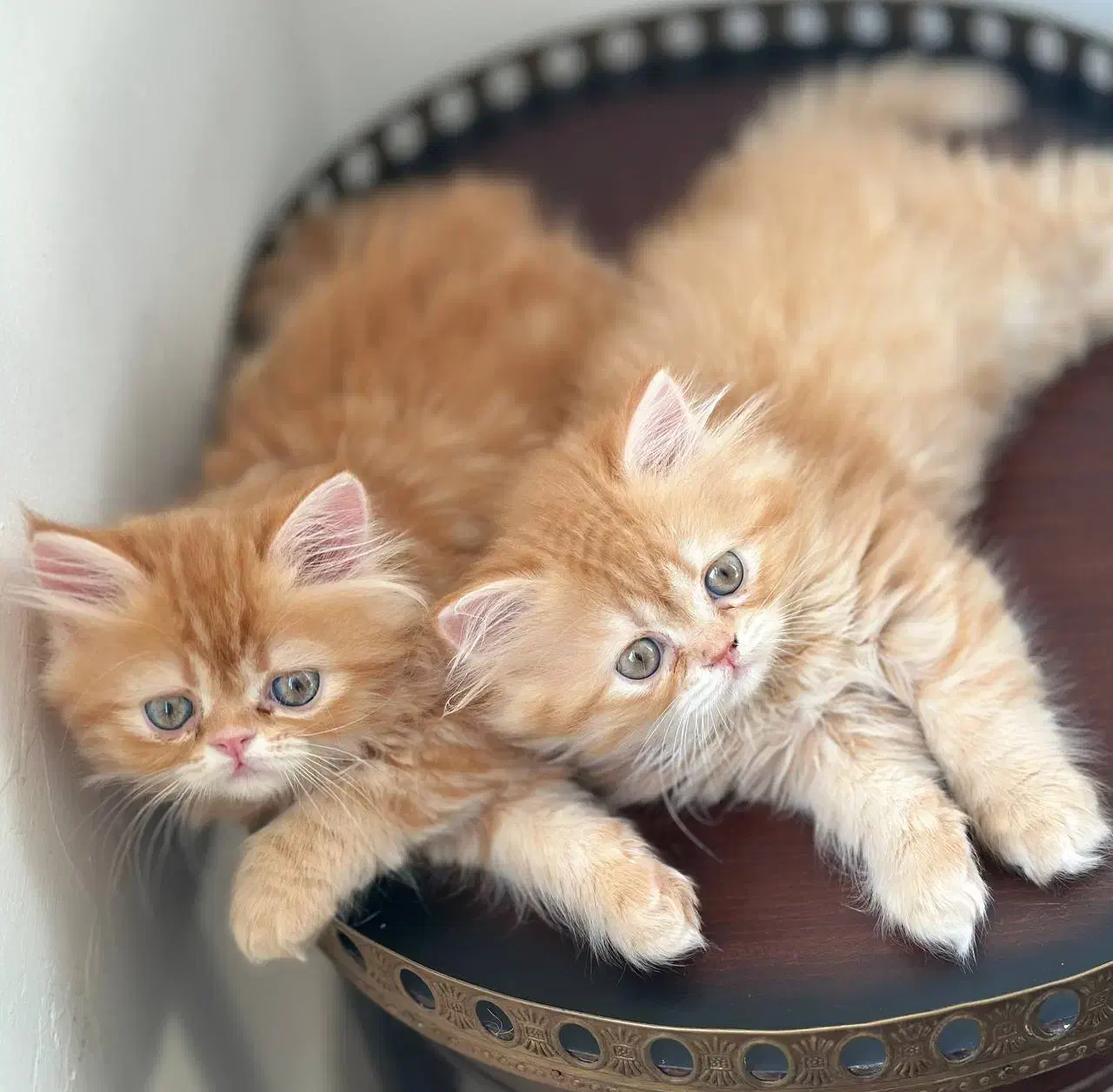 بچه گربه های اشرافی irancats|گربه|اهواز, بهارستان|دیوار