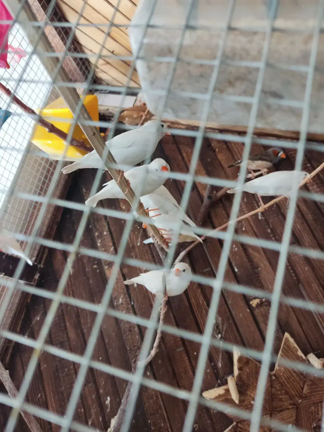 فنچ نر و ماده بالغ|پرنده|محمدشهر, محمدشهر|دیوار