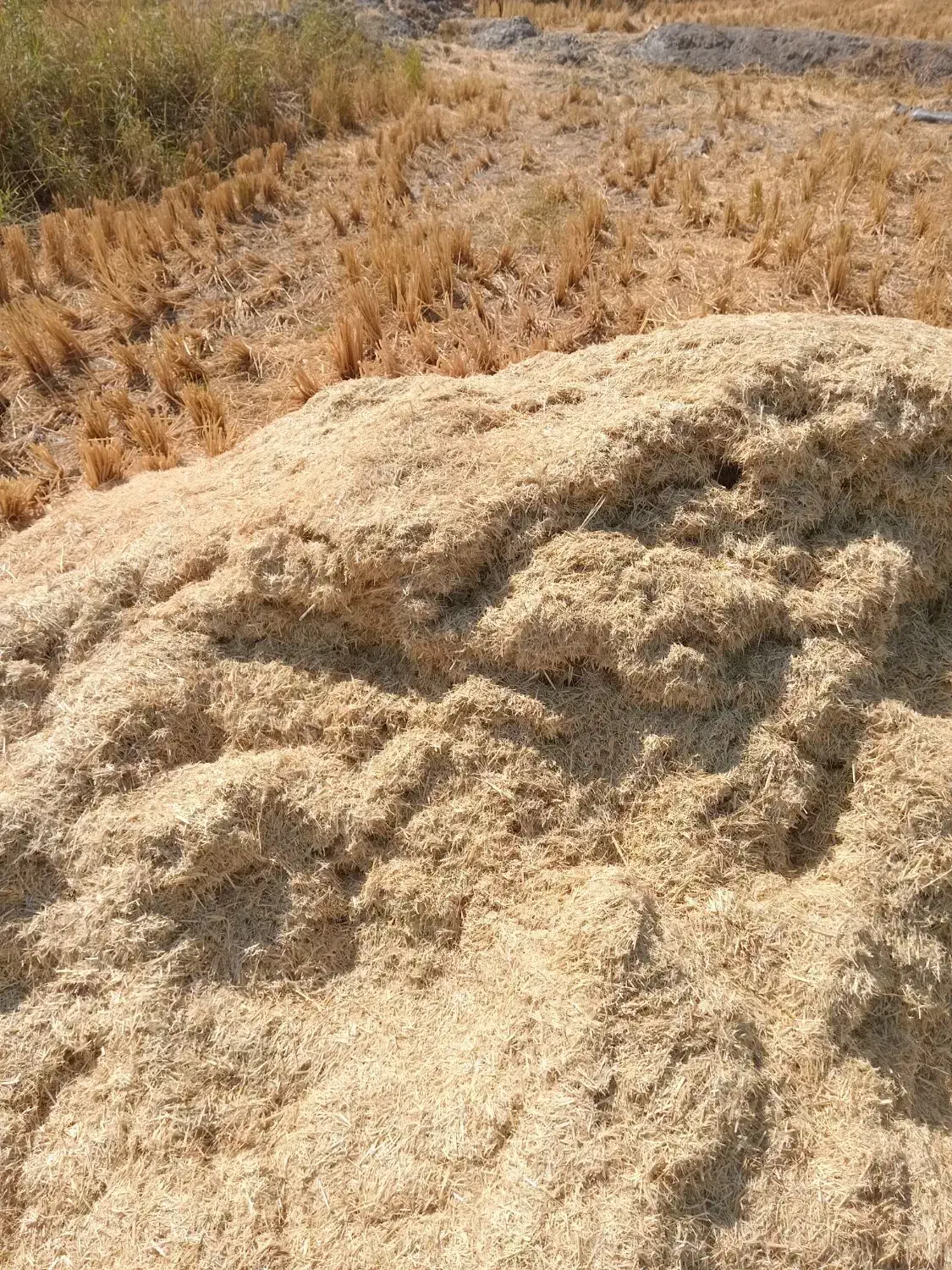 کاه گندم|لوازم جانبی حیوانات|گلپایگان, |دیوار