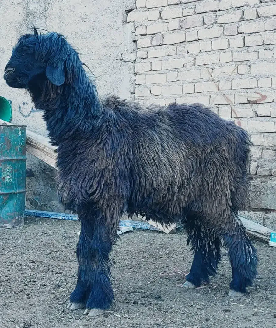 بره قوچ نازدار بره کهره میش بز کهره|حیوانات مزرعه|مرودشت, ثبت احوال|دیوار