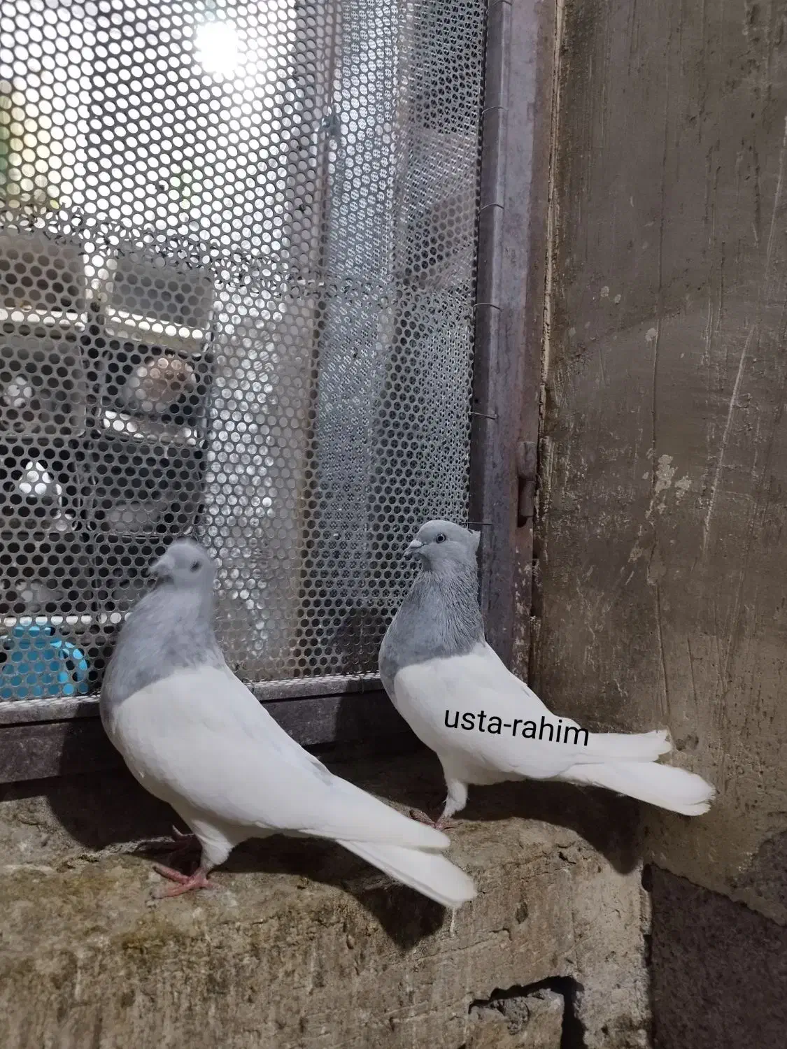 کفتر رنگی|پرنده|یامچی, |دیوار