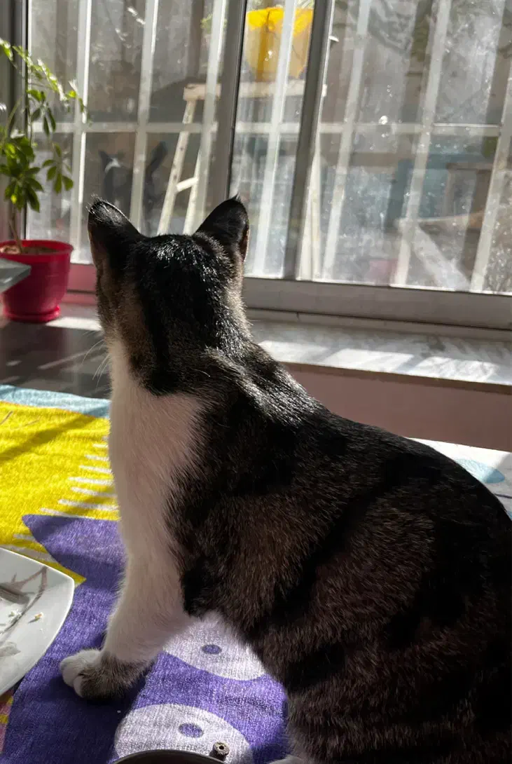 حیوانات گمشده|حیوانات|بجنورد, |دیوار