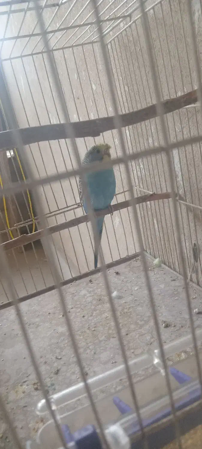 مرغ عشق|پرنده|کرمان, |دیوار