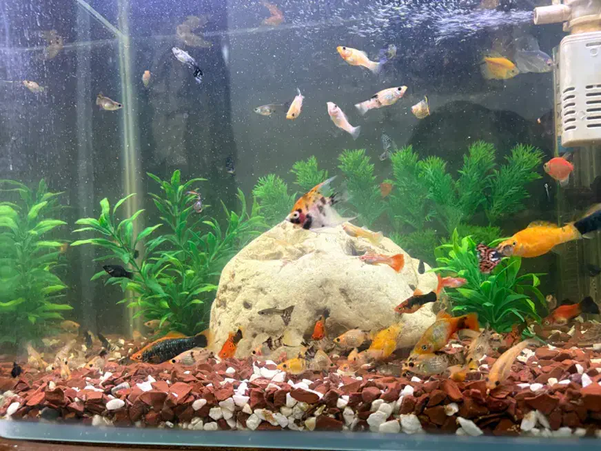 ماهی اکواریومی|ماهی|اهواز, اهواز|دیوار