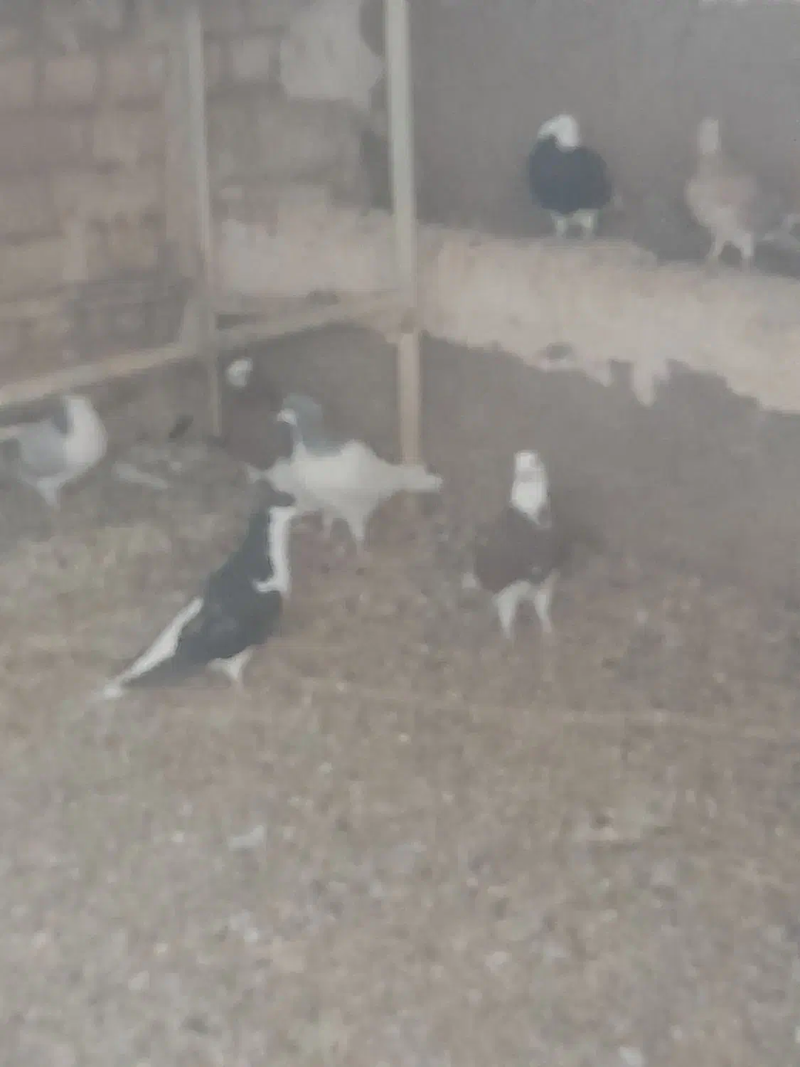 ۱۵ کبوتر|پرنده|دشتابی, |دیوار