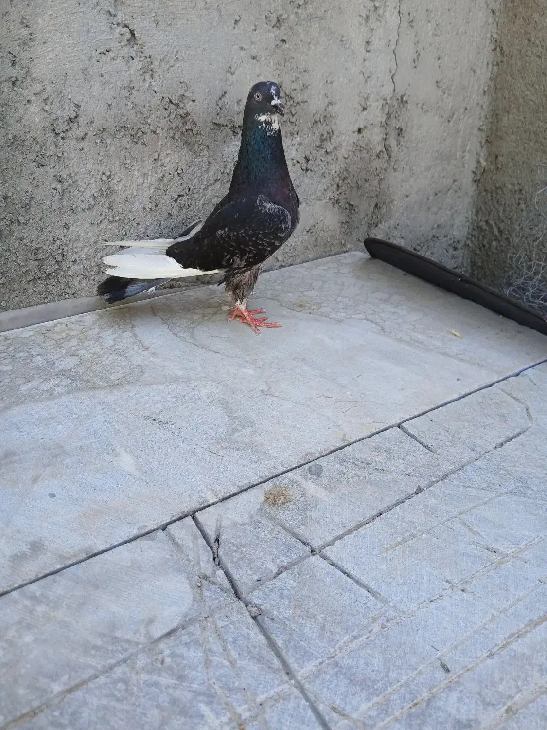 کبوتر آهنی نر ماده|پرنده|شاهین دژ, |دیوار