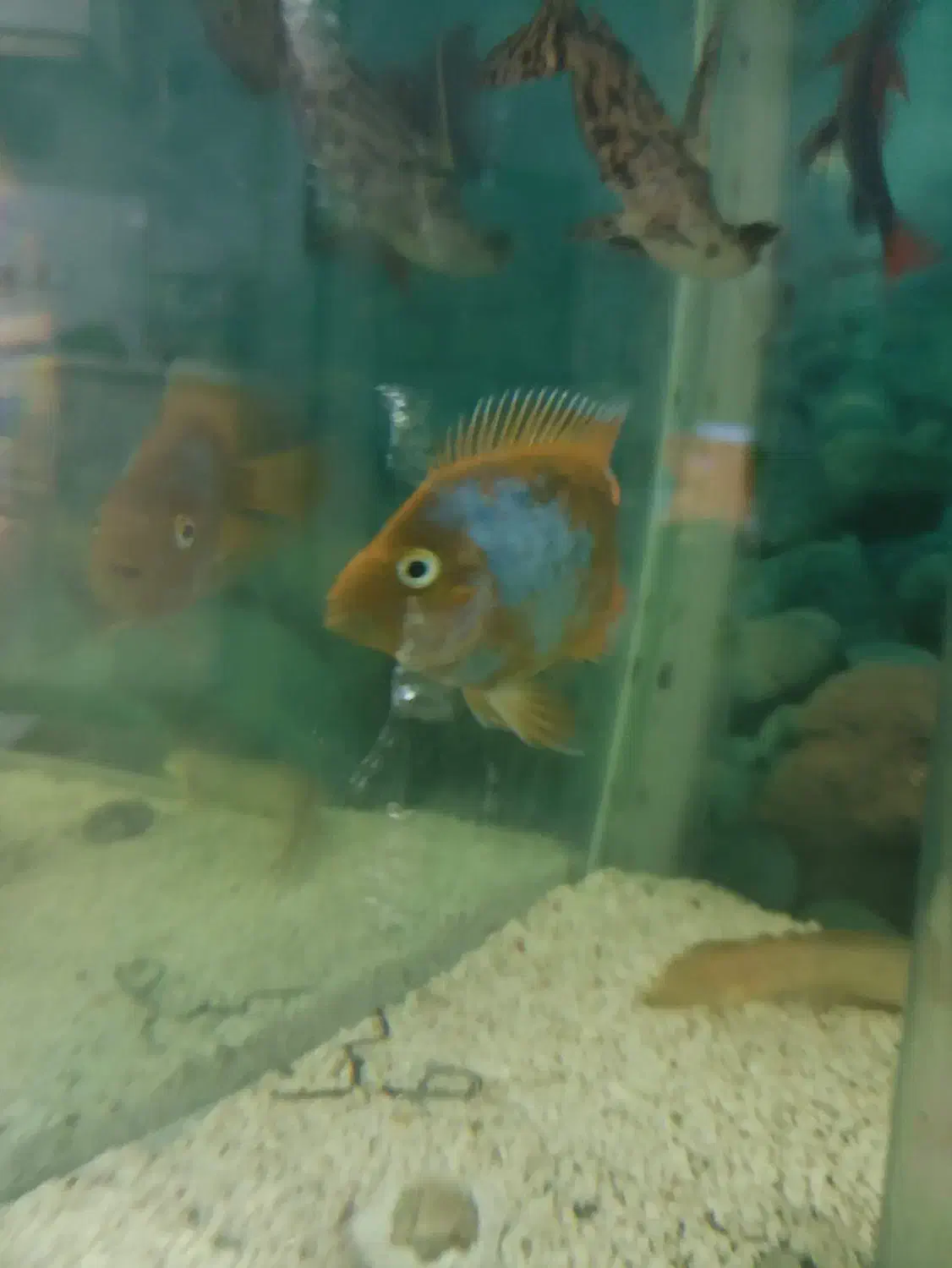 ماهی گوشت خوار|ماهی|نیشابور, شهرک جانبازان|دیوار