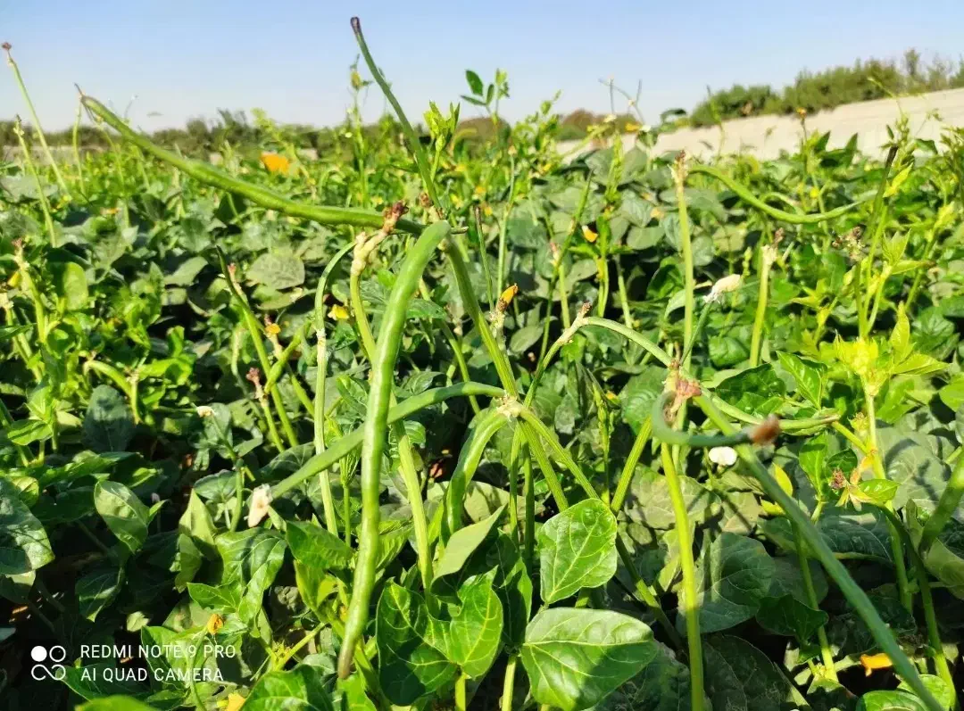 فروش عمده لوبیا سبز|عمده‌فروشی|اهواز, شهرک رزمندگان|دیوار
