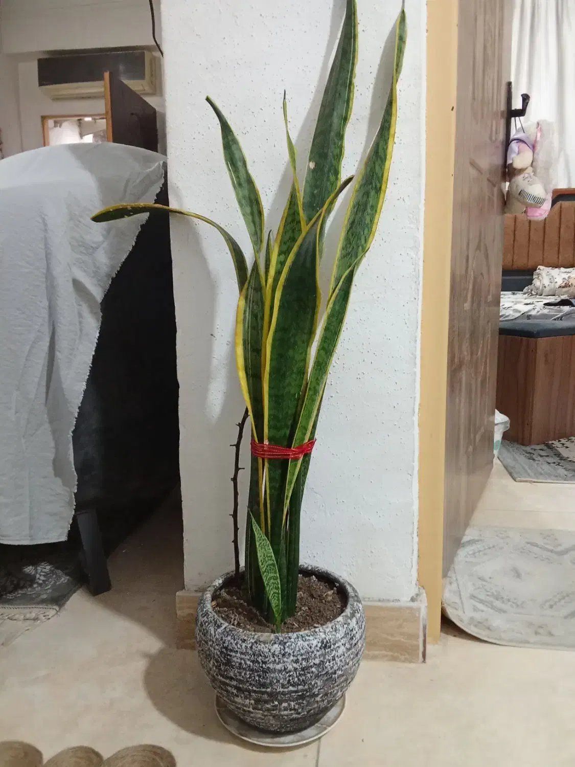 گل با گلدان گلهای شیک|گل و گیاه طبیعی|رشت, کوی قدس|دیوار