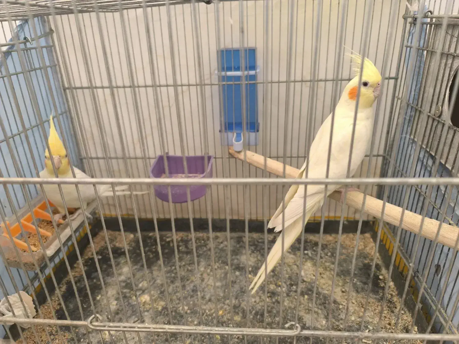 جفت عروس هلندی لوتینو|پرنده|صدرا-فارس, فاز ۱|دیوار