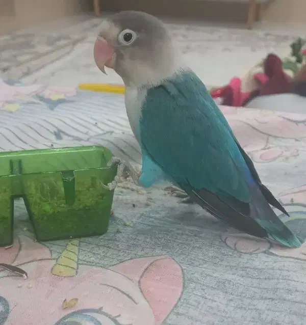 طوطی برزیلی|پرنده|قم, جمکران|دیوار