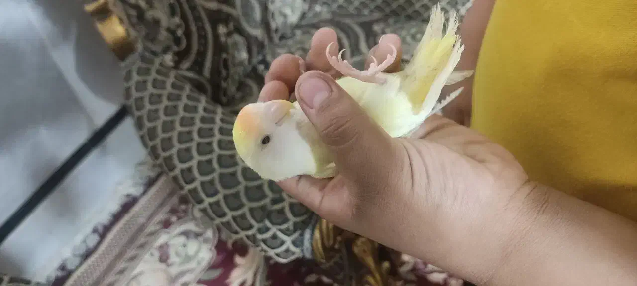 فروش کوتوله و عروس هلندی|پرنده|زابل, |دیوار