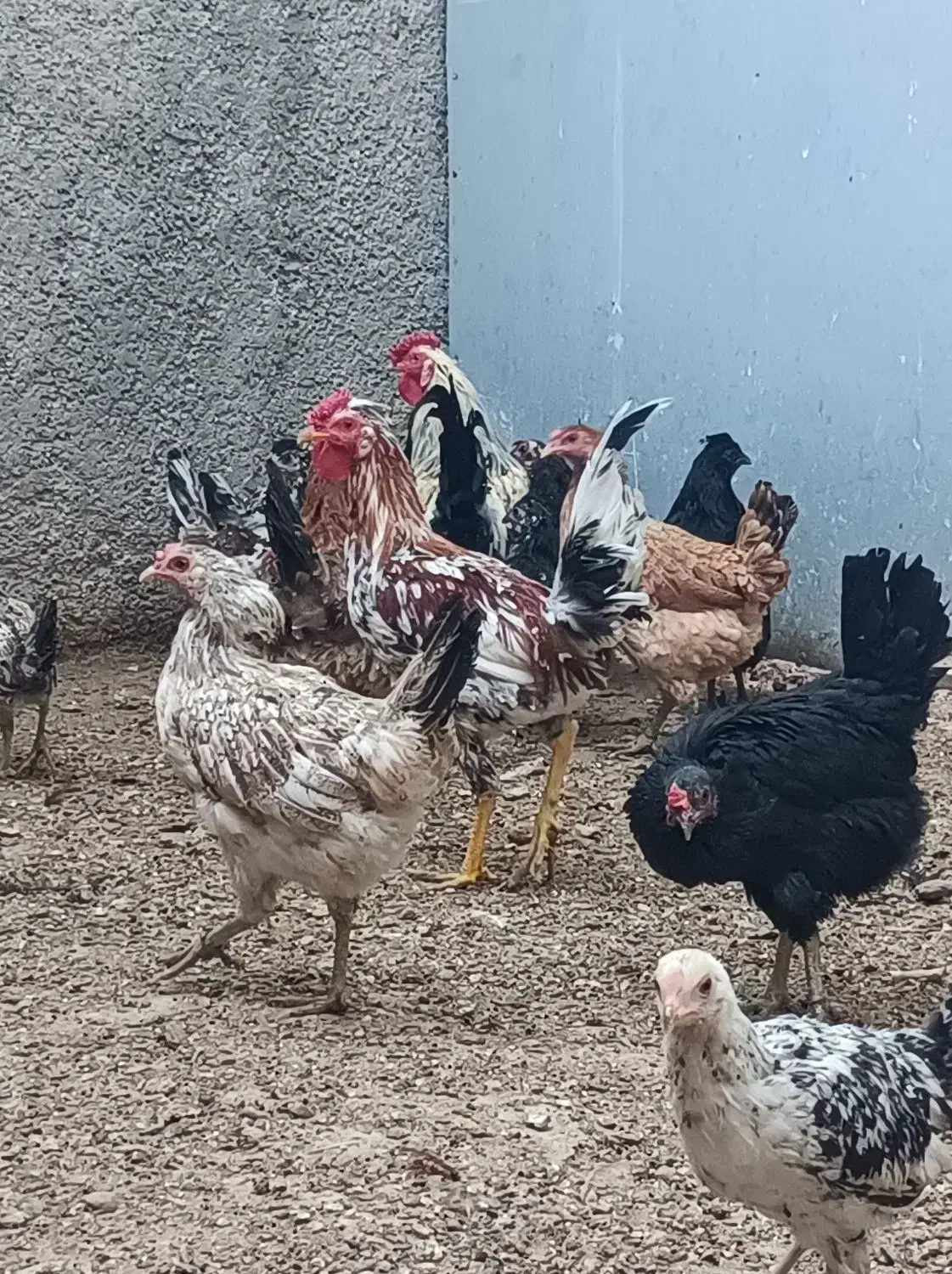 مرغ و و جوجه گلین|حیوانات مزرعه|ورامین, قويينک زهری|دیوار