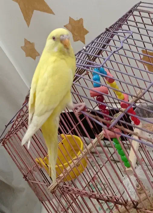 چشم قرمز مرغ عشق|پرنده|بندر امام خمینی, |دیوار