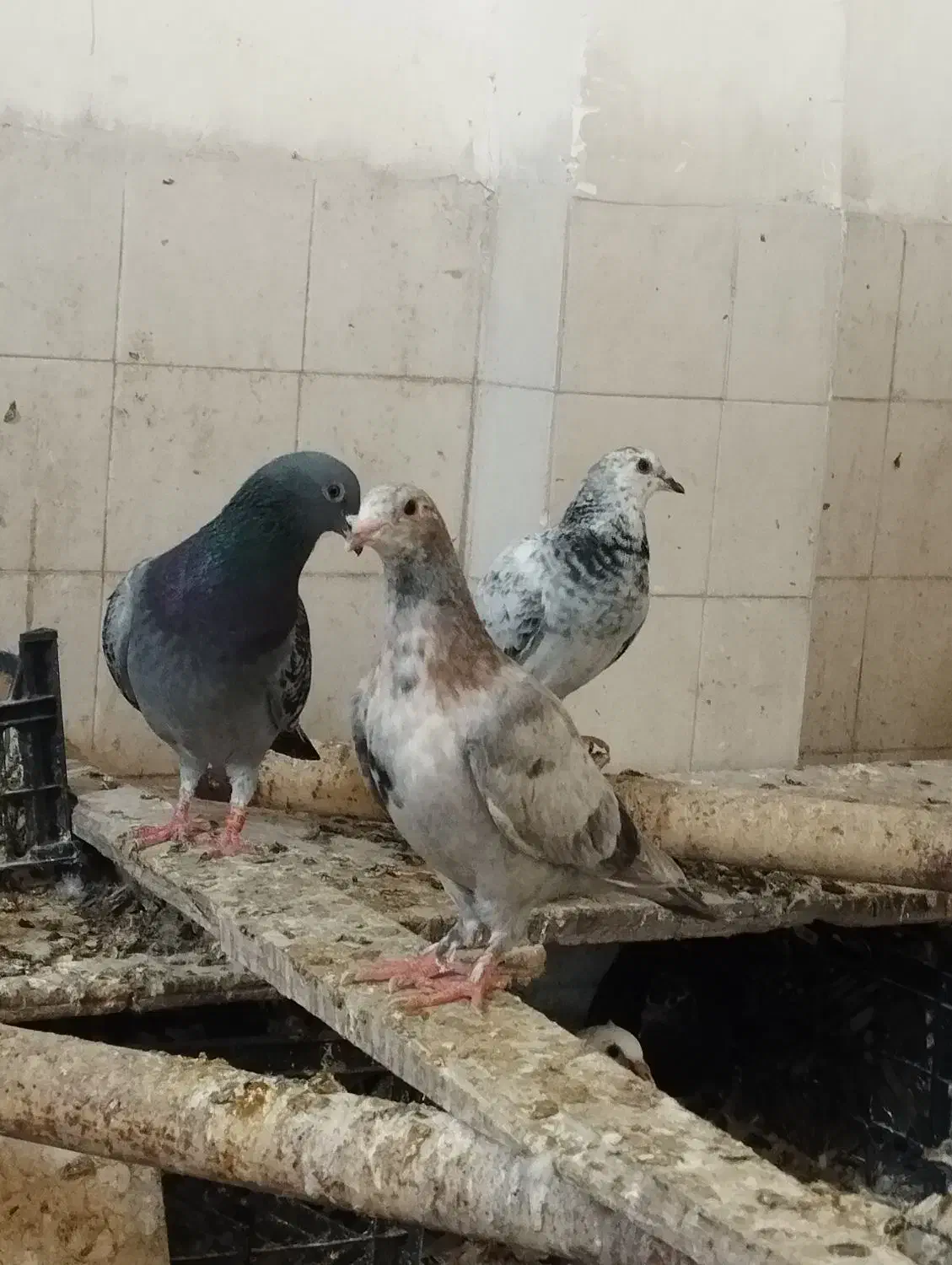 گرفته|پرنده|شوشتر, |دیوار