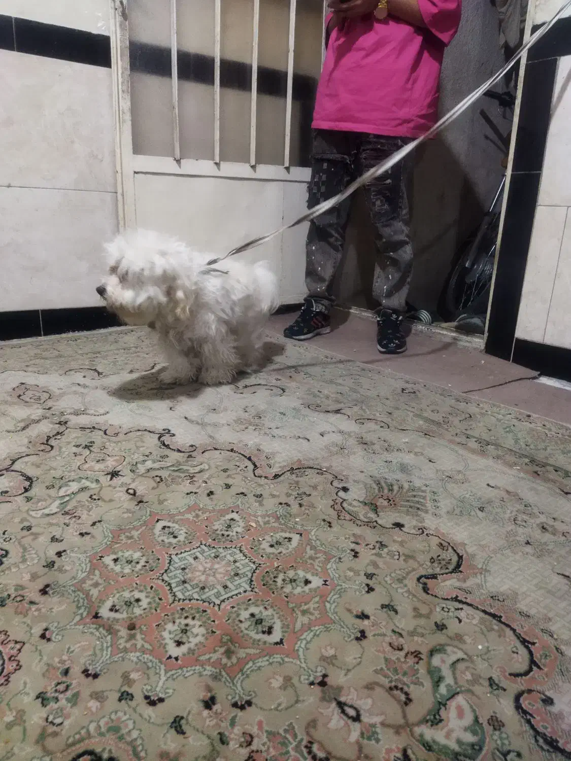 سگ پشمالو|سگ|نسیم‌شهر, |دیوار