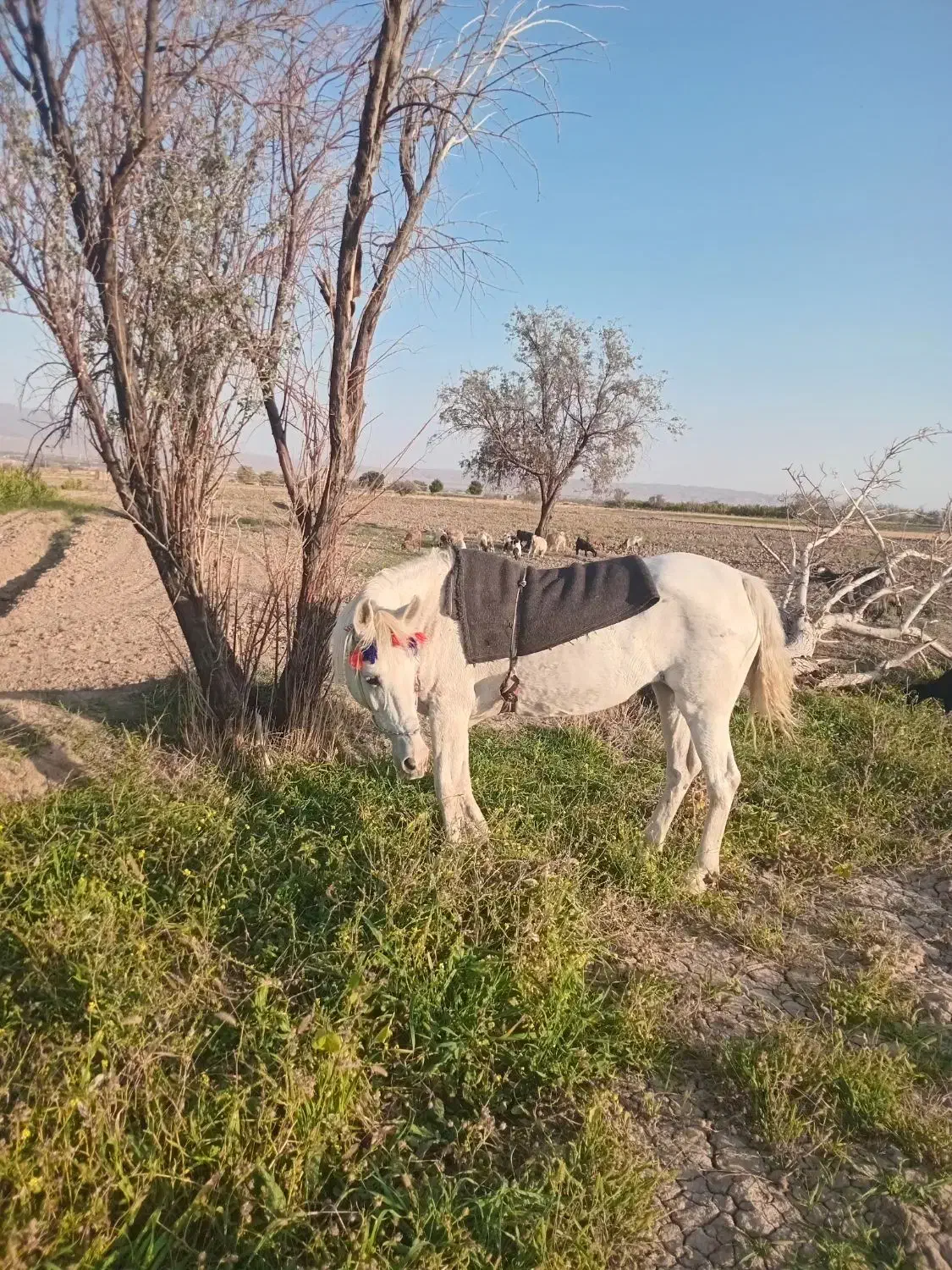 مادیون|اسب و تجهیزات اسبسواری|بسطام, |دیوار