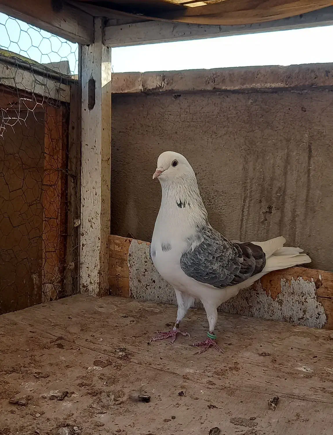 کفتر دوتا نر گردن کلفت|پرنده|ری, سرتخت|دیوار