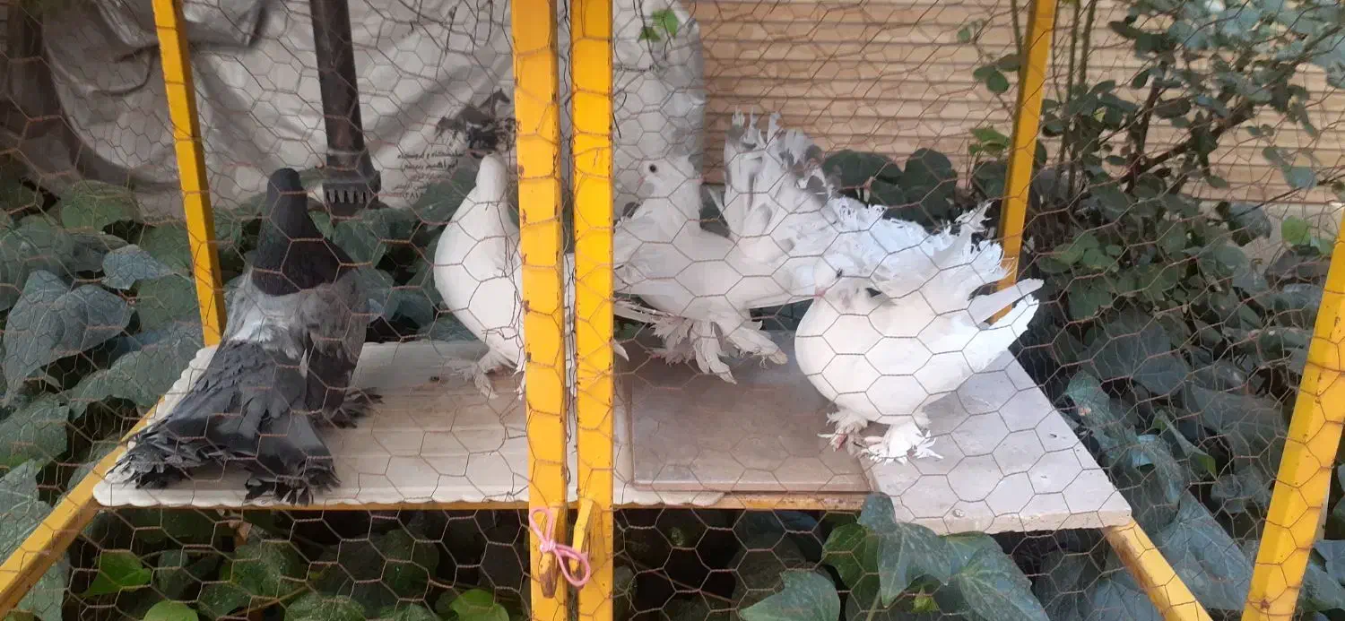 کبوتر دم چتری امریکایی|پرنده|اصفهان, باغ دریاچه|دیوار