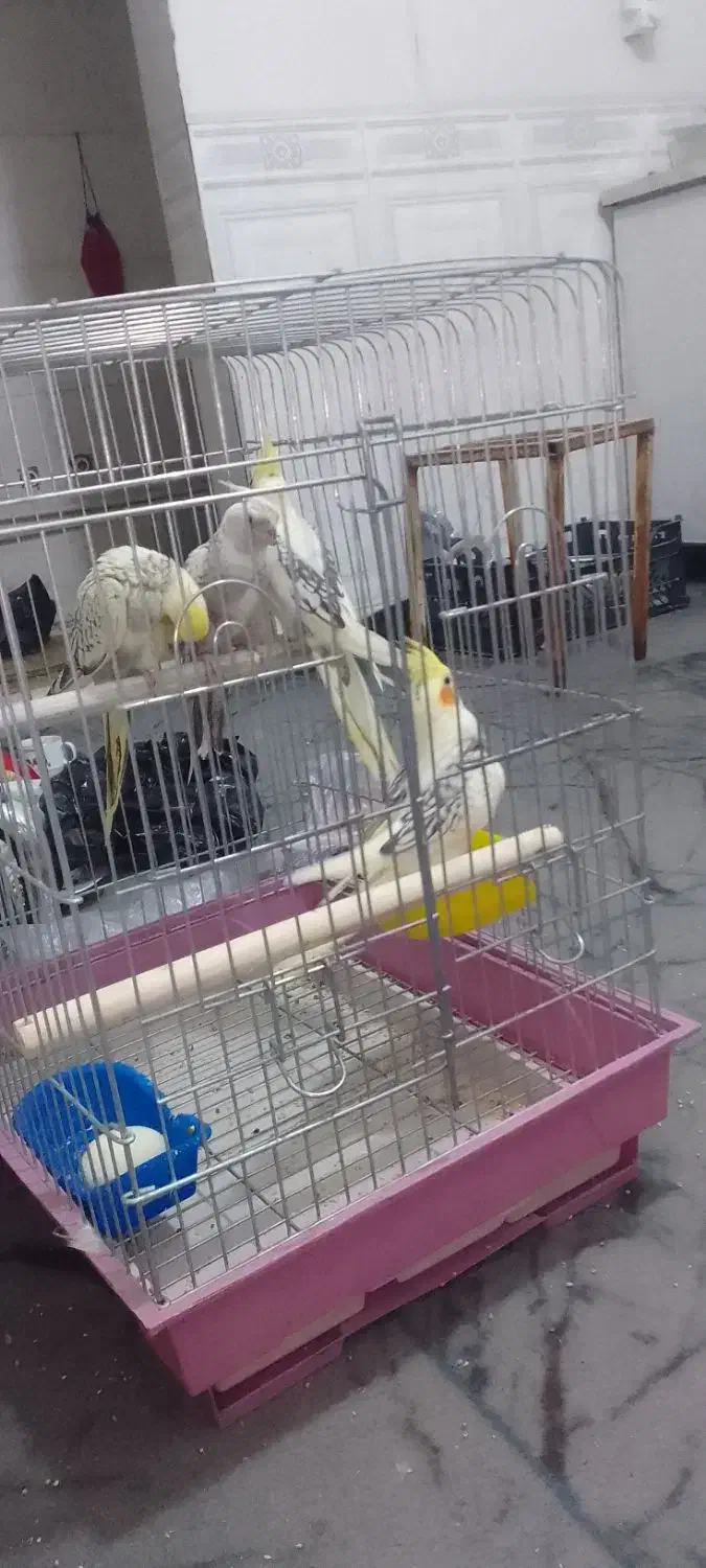 عروس هلندی|پرنده|بندر امام خمینی, |دیوار