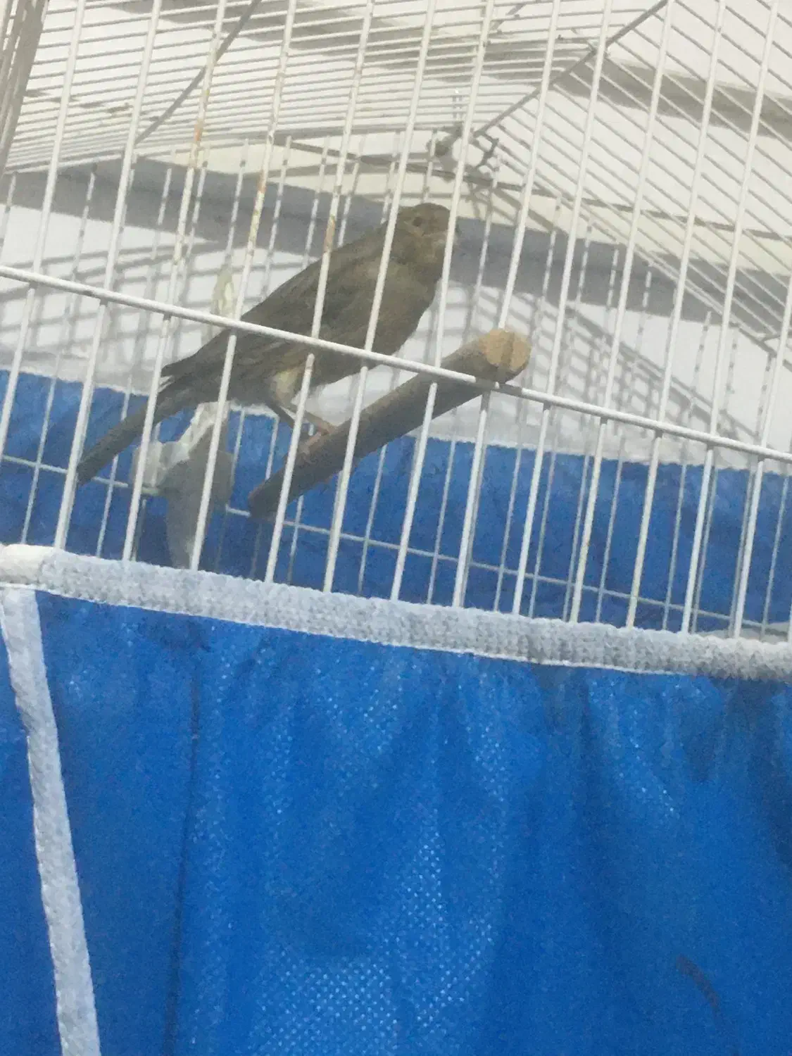 قناری نرسبز|پرنده|اصفهان, قلعه طبره|دیوار