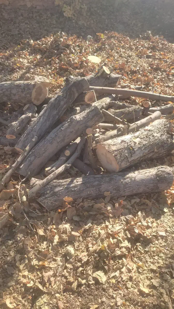 باسلام فروش انواع چوب باغی هیزمی|خدمات باغبانی و درختکاری|فلاورجان, |دیوار