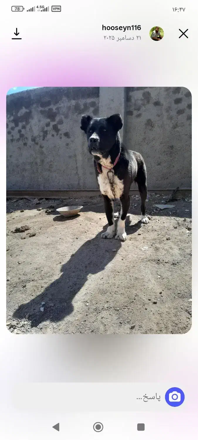 سگ‌گم‌شده|حیوانات|زنجان, |دیوار