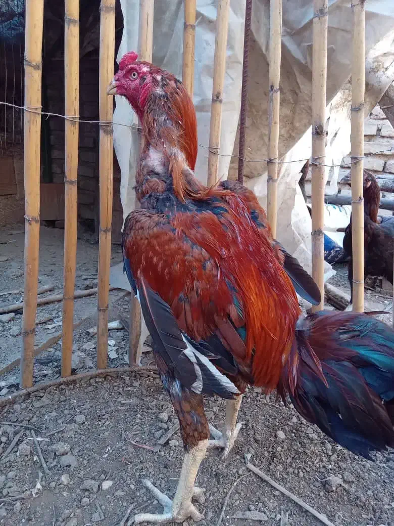 خروس لاری نژاد دار|حیوانات مزرعه|ساری, |دیوار