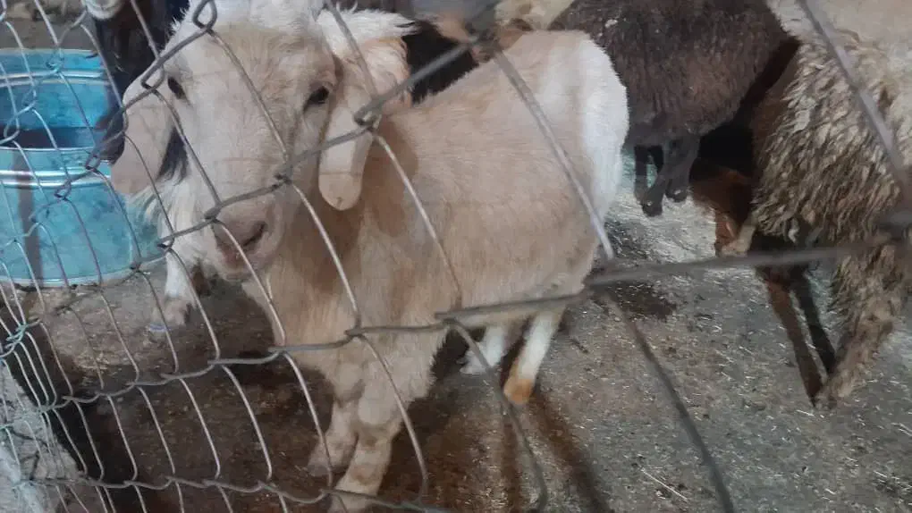 بزغاله ماده|حیوانات مزرعه|زاغه, |دیوار