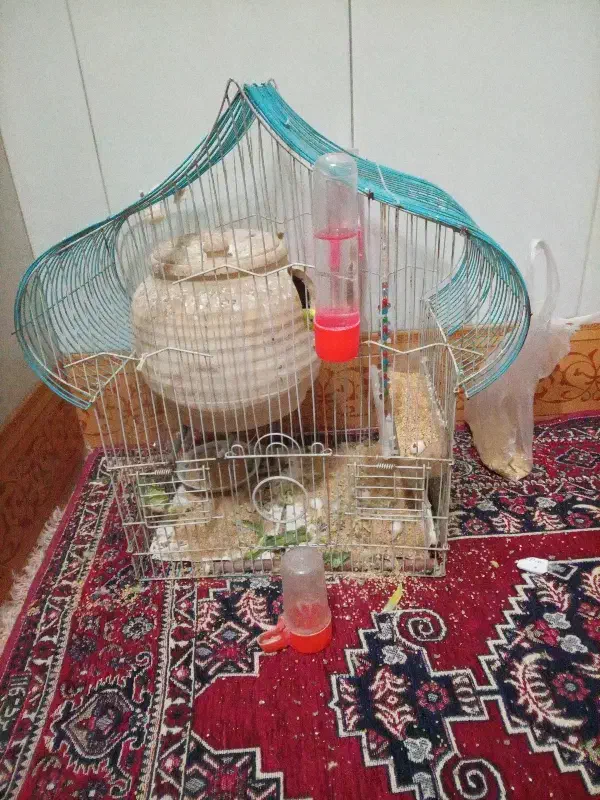 مرغ عشق|پرنده|مود, |دیوار