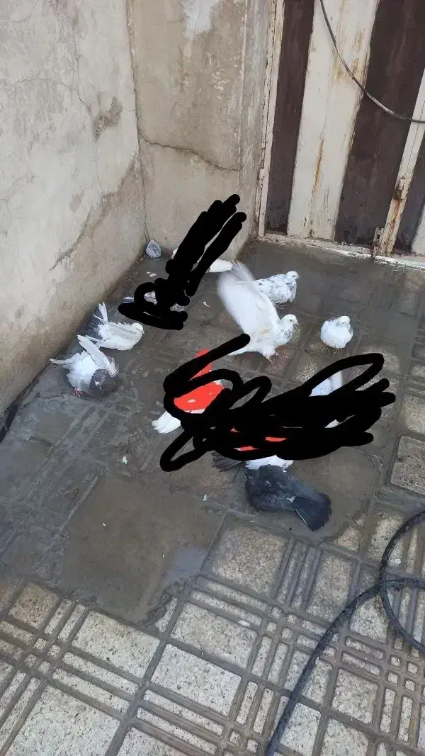 کبوتر پلاکی و یکی دوتاشون پلاکی نیستن|پرنده|نهاوند, |دیوار