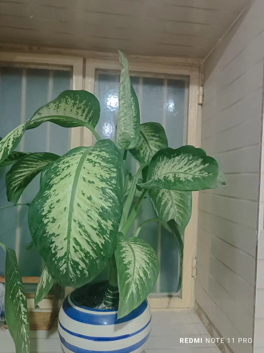 فروش گل|گل و گیاه طبیعی|چغادک, |دیوار