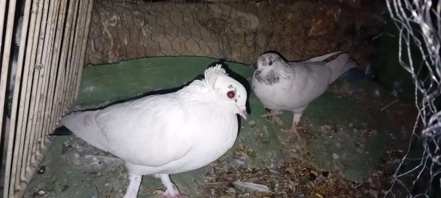 کبوتر برای فروش|پرنده|لردگان, |دیوار