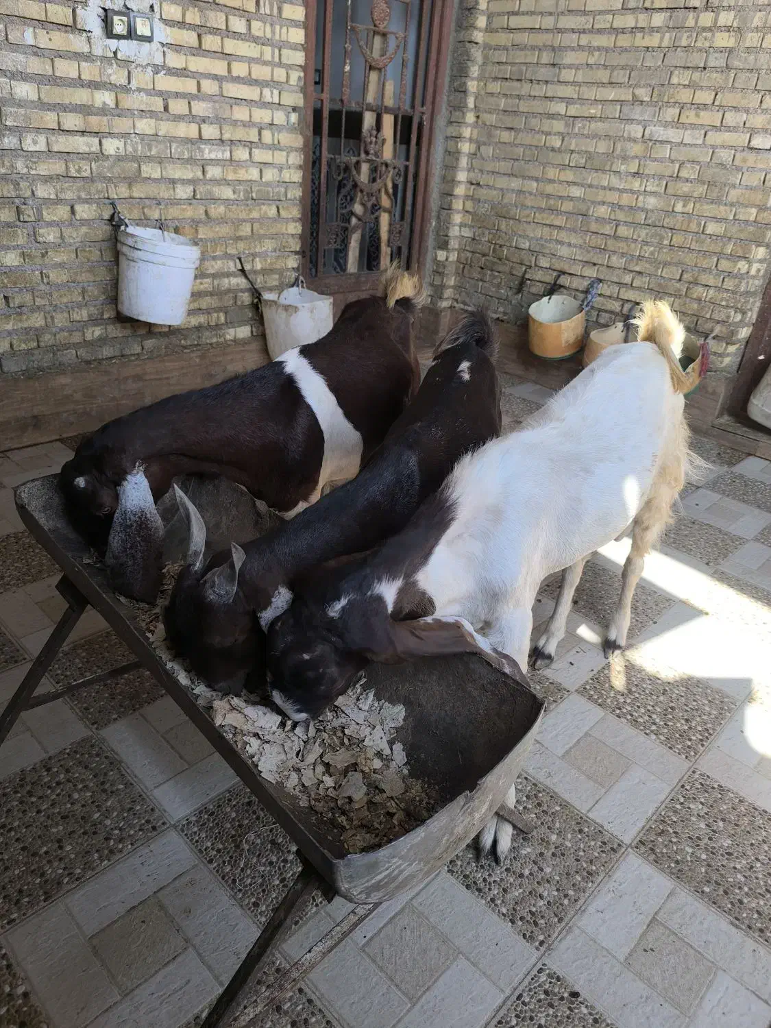 بزماده|حیوانات مزرعه|خرمشهر, |دیوار