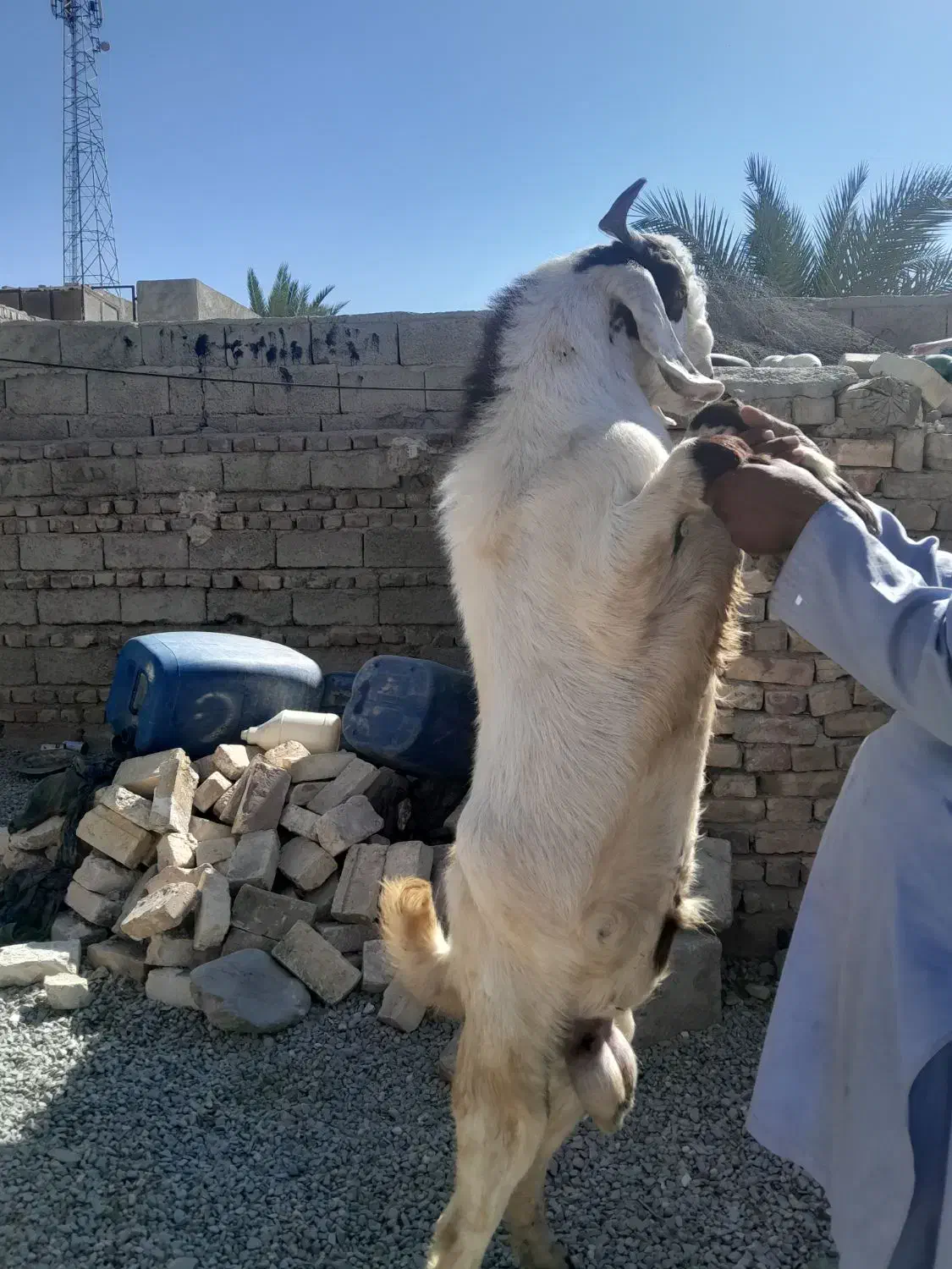 فروش فوری تروشت محلی 18 تومان|حیوانات مزرعه|سراوان, |دیوار