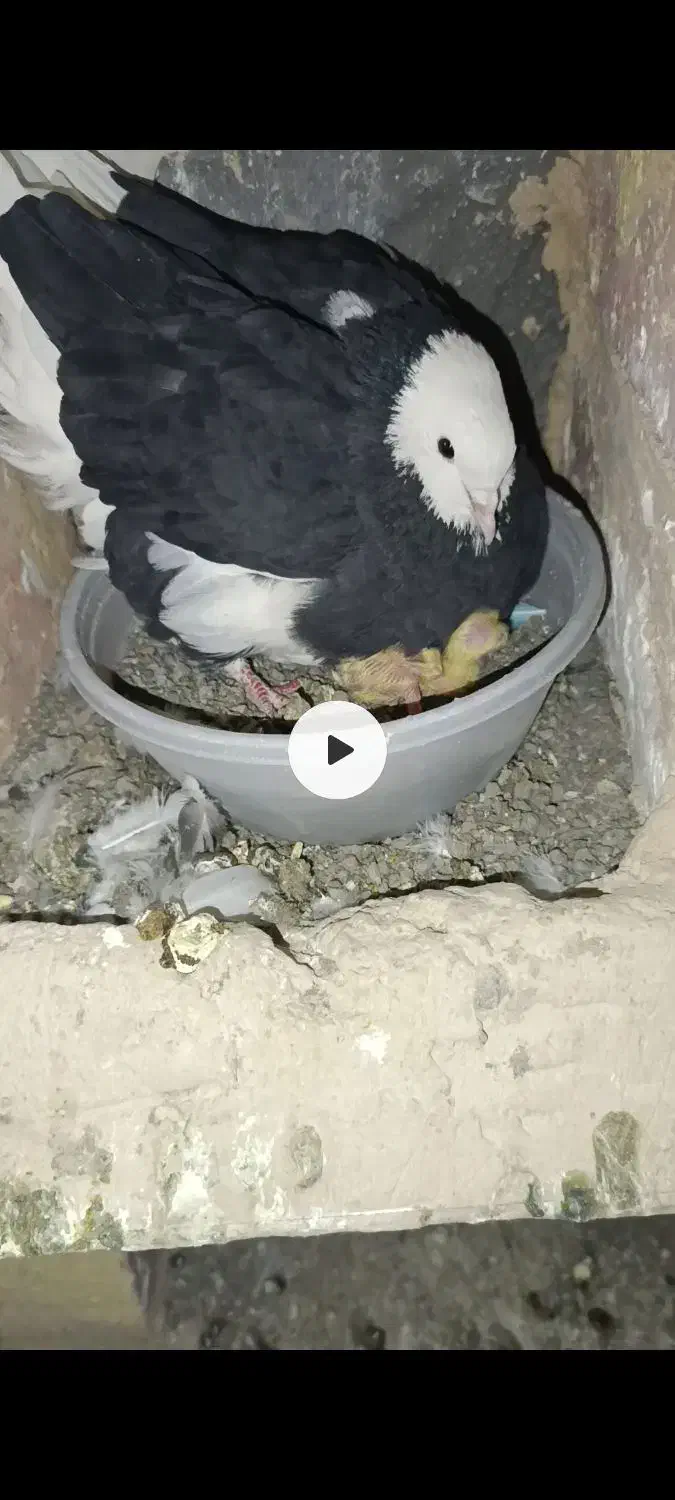 گمشده|حیوانات|اراک, |دیوار